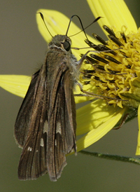 Ocola Skipper